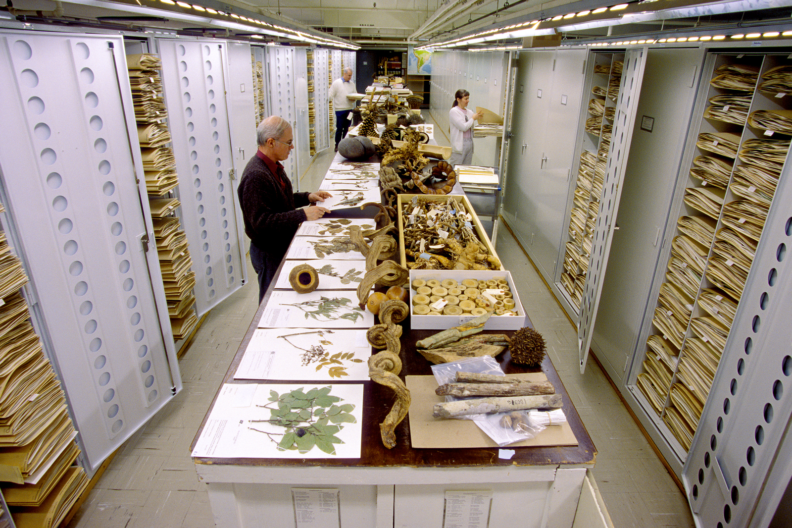 Botany Collections, Natural History Building
