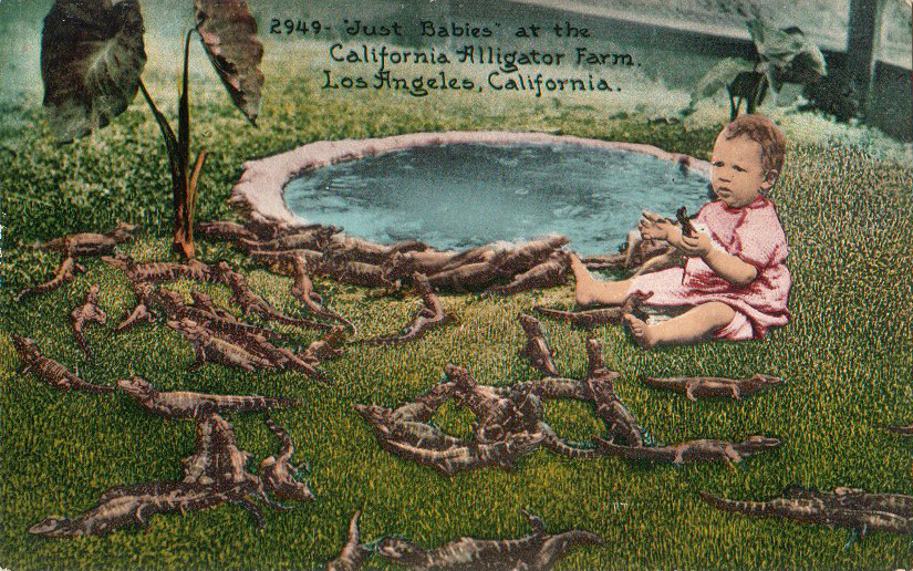 Alligator_farm_Los_Angeles_1906