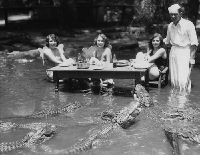 dining-with-alligators