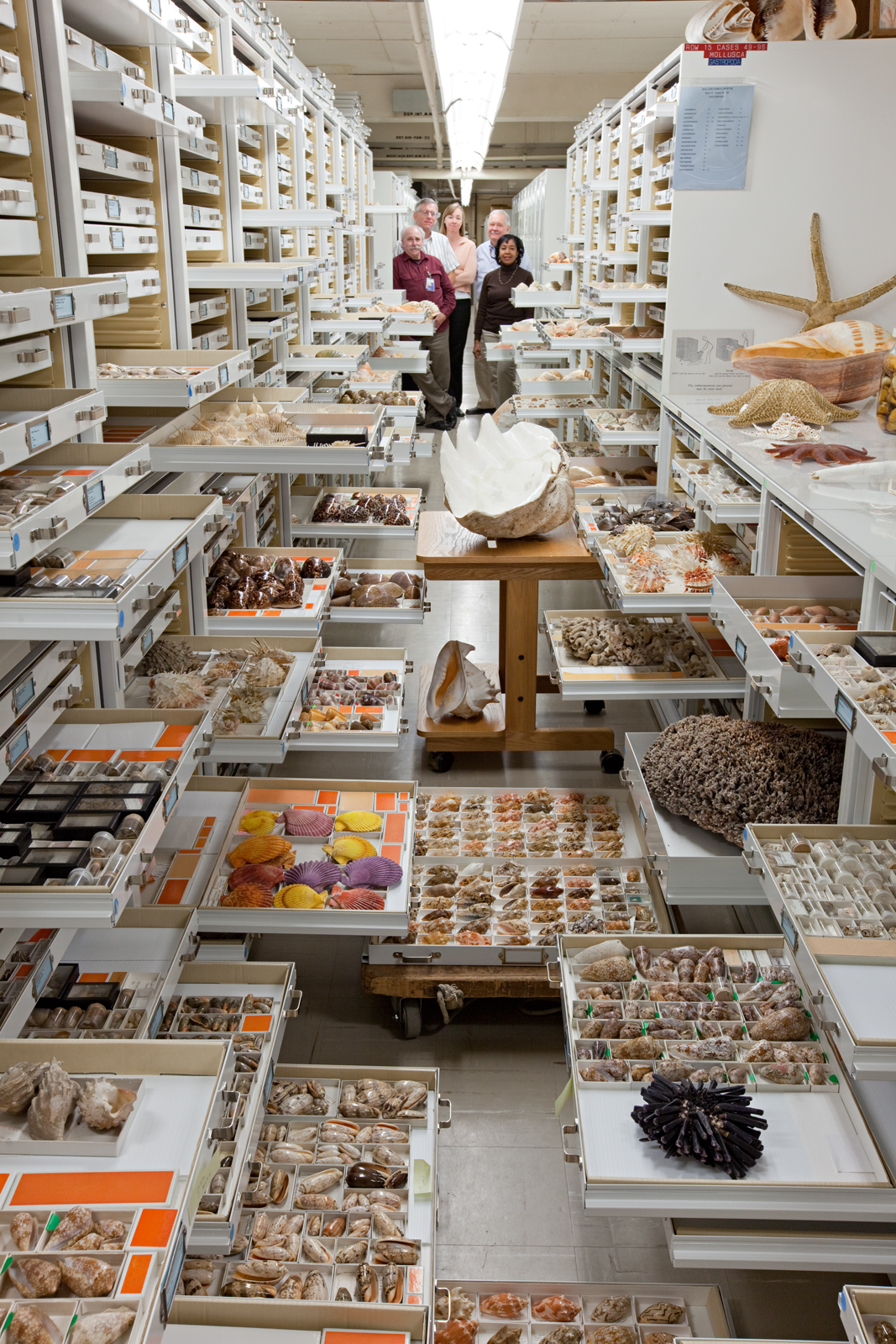 Invertebrate Zoology Collections, National Museum of Natural History