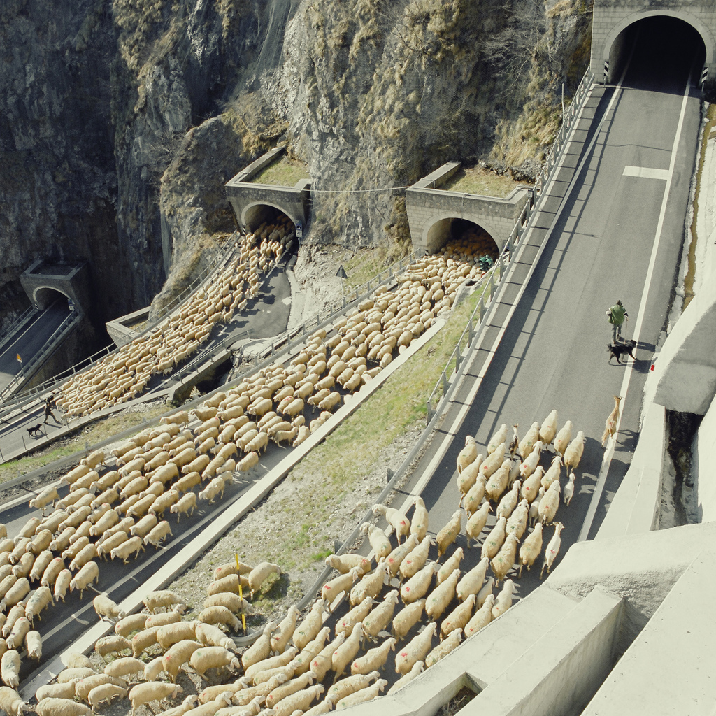 sheeptunnels