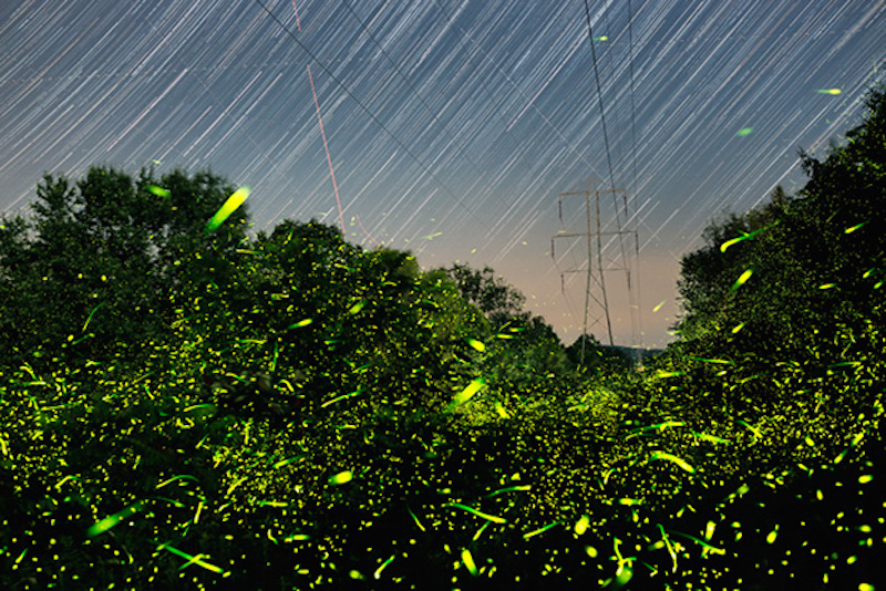 Fireflies_07-12-16_7074-7299_FingarGrid_640pxForFS