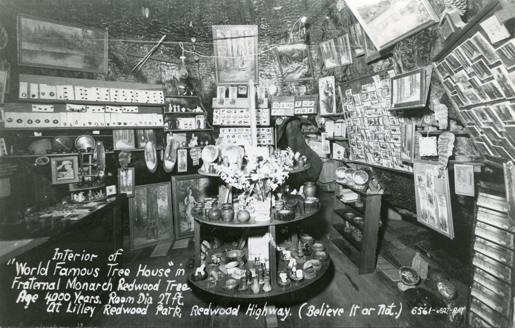 Interior_of_World_Famous_Tree_House_in_Fraternal_Monarch_Redwood_Highway_6561