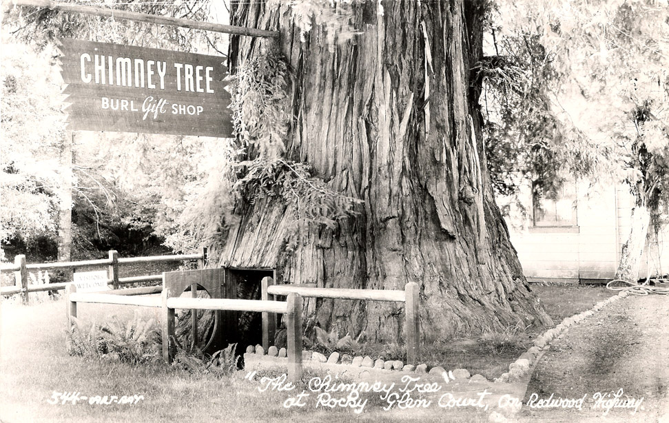 Redwood_Highway_CA_Chimney_Tree
