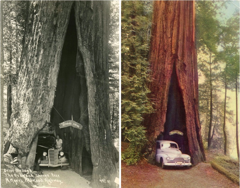 redwoodcars